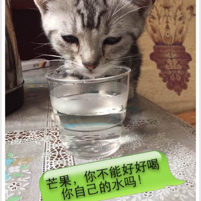 做假佛罗里达州立大学成绩单